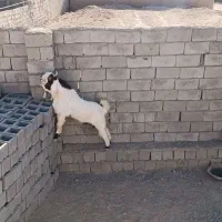 تکشاد|حیوانات مزرعه|تربت جام, جلگه موسی آباد|دیوار