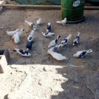 کفتر ابلق پرشی|پرنده|سیرجان, |دیوار