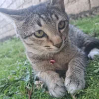 واگذاری گربه ۷ ماهه