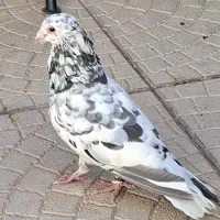 کفتر فروشی سار