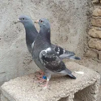 جوجه اردن|پرنده|دزفول, |دیوار