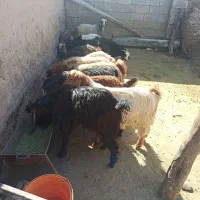 بزغاله نر|حیوانات مزرعه|فیروزآباد, |دیوار