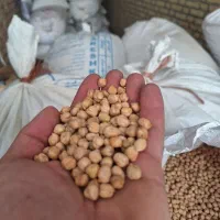 نخود بذر درجە یک بوجاری شدە