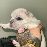 فرنچ بولداگ|سگ|شاهینشهر, مخابرات (شهید بهشتی)|دیوار