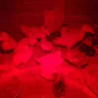 فروش جوجه اردک|حیوانات مزرعه|گتاب, |دیوار