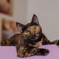 واگذاری پیشی