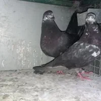 کفتر  خارجی|پرنده|باقرشهر, |دیوار