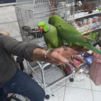 طوطی ملنگو نر چیکو کوکو صحبت کن دستی رام شاه تخم|پرنده|تهران, استاد معین|دیوار