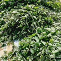 فروش وعرضه مستقیم عرق گزنه اعلا سفارشی