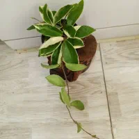 گلهای زیبای هویا با تنوع بالا|گل و گیاه طبیعی|اصفهان, شاهزاده ابراهیم|دیوار