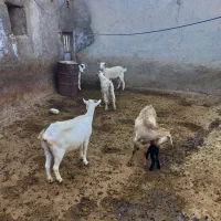 پنج عدد بز
