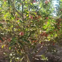 فروش باغ ویلا خانه ویلایی|فروش خانه و ویلا|مشهد, درزآب|دیوار