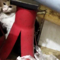 گریه پیداشده