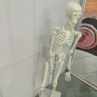 مولاژ اسکلت