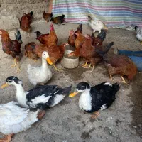 جوجه ۵ماه
