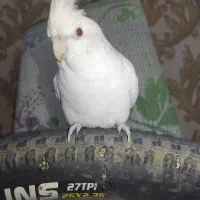 عروس هلندی نر آلبینو