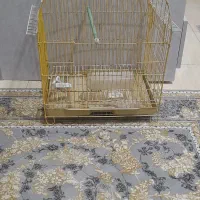 قفس مرغ عشق|لوازم جانبی حیوانات|رشت, ولکس|دیوار