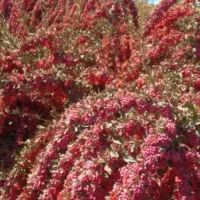 باغ زرشک شمارو هم توافقی هم کیلویی خریداریم