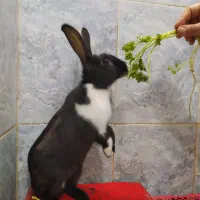 خرگوش|موش و خرگوش|دزفول, |دیوار