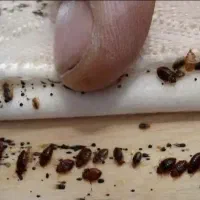 سمپاشی وموریانه زدایی سوسک وساس باضمانت کتبی