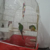 محافظه با ملنگو