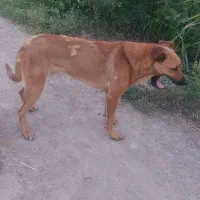 سگ نژادی (لابرادور)