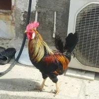 تخم مرغ نطفه دار گلین لری|حیوانات مزرعه|قم, نیروگاه|دیوار