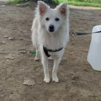 سگ پا کوتاه|سگ|لاهیجان, بازکیاگوراب|دیوار