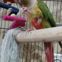 طوطی گرینچیک