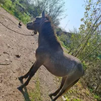 اسب نر بالغ