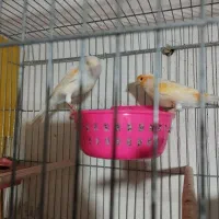 صندلی|میز و صندلی غذاخوری|فسا, |دیوار