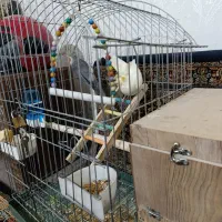 عروس هلندی جفت