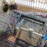 سه عدد عروس هلندی دو عدد ماده یکیش نر