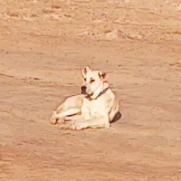 سگ خراسانی اصل ۱۲ماهه گلگی و نگهباان