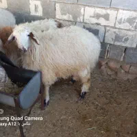 میش بره دار وقوچ