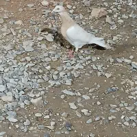 ماده سالم به شرط