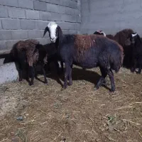 میش بره نر و ماده