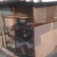 قفس|لوازم جانبی حیوانات|گوگان, |دیوار