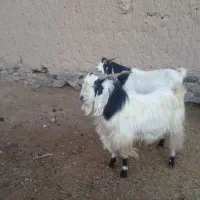 بز تکه|حیوانات مزرعه|بیرجند, |دیوار