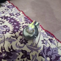 طوطی دستو 36|پرنده|بهبهان, |دیوار