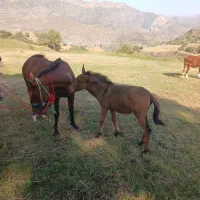 فروشی|حیوانات مزرعه|اردبیل, |دیوار