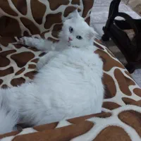 واگذاری گربه