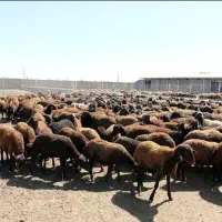 نیرو شبانه روزی دامداری