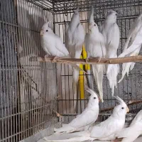 طوطی عروس هلندی البینو