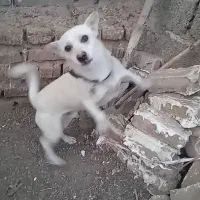 واگذاری سگ پاکوتا