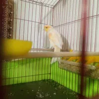 قناری 2 ساله قابل ارسال