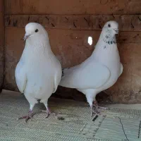 کبوتر پرشی