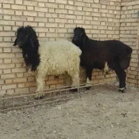 بره چاق