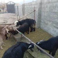 بره قوچی|حیوانات مزرعه|طسوج, |دیوار