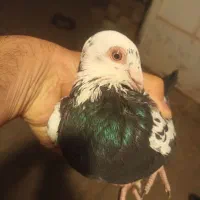 کبوتر پاکستانی تیدی|پرنده|همدان, |دیوار